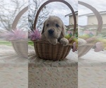 Small Photo #26 Golden Retriever Puppy For Sale in MODESTO, CA, USA