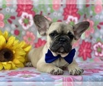 Small Photo #6 French Bulldog Puppy For Sale in RISING SUN, MD, USA