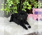 Small Photo #5 Maltipoo Puppy For Sale in FRANKLIN, IN, USA