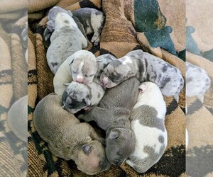 American Bully Puppy for sale in CANTON, OH, USA