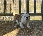 Small Photo #13 English Bulldog Puppy For Sale in COLUMBIA, TN, USA