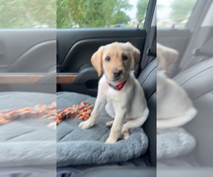 Labrador Retriever Puppy for sale in DES MOINES, IA, USA
