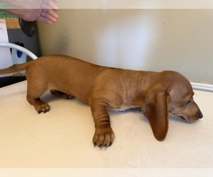 Medium Dachshund