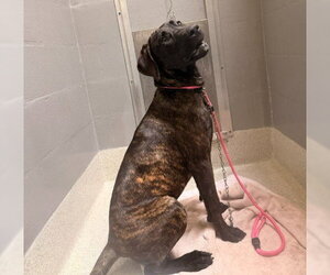 Plott Hound-Unknown Mix Dogs for adoption in Alameda, CA, USA