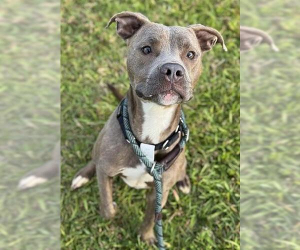 Medium Photo #1 American Staffordshire Terrier Puppy For Sale in Fort Lauderdale, FL, USA