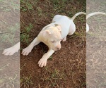 Small Photo #10 American Bulldog Puppy For Sale in TOCCOA, GA, USA