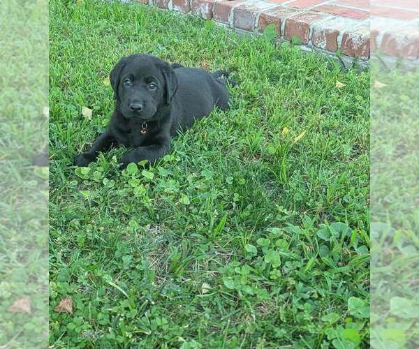 Medium Photo #6 Labrador Retriever Puppy For Sale in ELIZABETH CITY, NC, USA