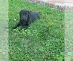 Small #1 Labrador Retriever