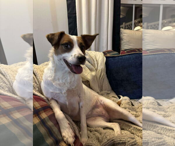 Medium Photo #1 Jack Russell Terrier-Unknown Mix Puppy For Sale in Greensboro, NC, USA