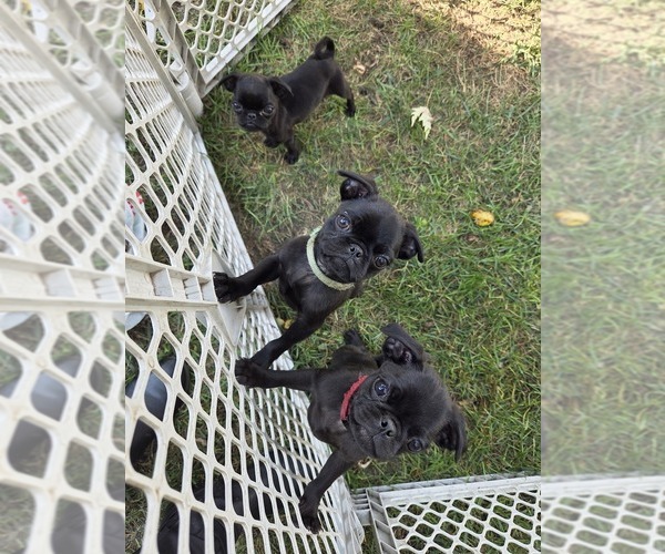Medium Photo #1 Pug Puppy For Sale in HILLSDALE, MI, USA