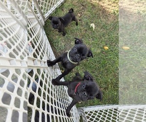 Pug Puppy for Sale in HILLSDALE, Michigan USA