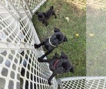 Small Pug