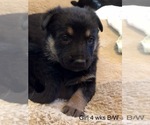 Small Photo #4 German Shepherd Dog Puppy For Sale in KINGSTON, NY, USA
