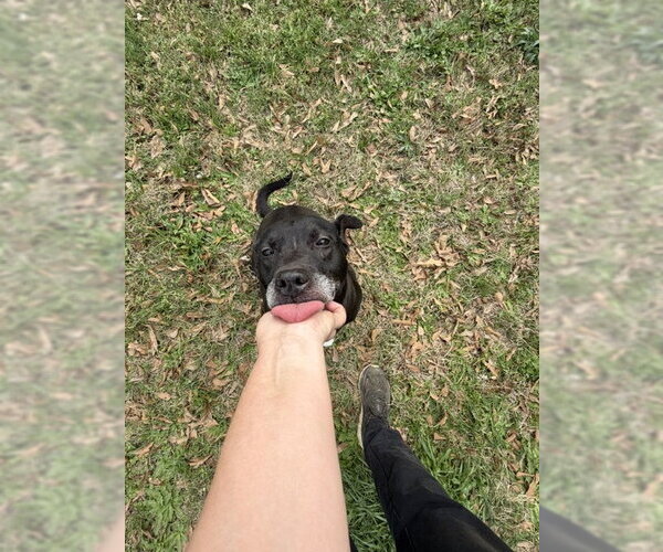 Medium Photo #3 Labrador Retriever-Unknown Mix Puppy For Sale in Jackson, MS, USA