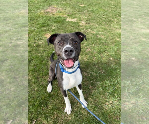Medium Photo #2 American Staffordshire Terrier-Unknown Mix Puppy For Sale in Pierceton , IN, USA