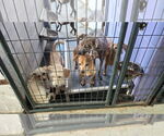 Small #8 Dachshund Mix