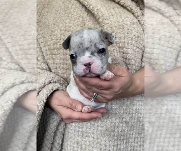 Medium Photo #9 French Bulldog Puppy For Sale in HILTON, NY, USA