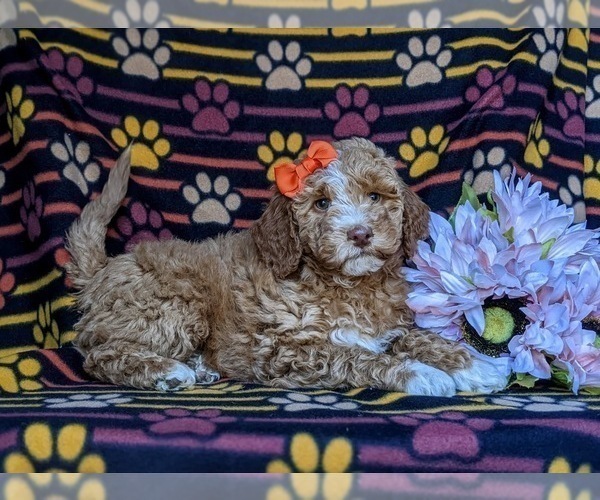Medium Photo #4 Miniature Labradoodle Puppy For Sale in KIRKWOOD, PA, USA