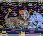 Small Photo #4 Miniature Labradoodle Puppy For Sale in KIRKWOOD, PA, USA
