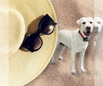 Small Photo #1 Labrador Retriever Puppy For Sale in LOUISBURG, NC, USA