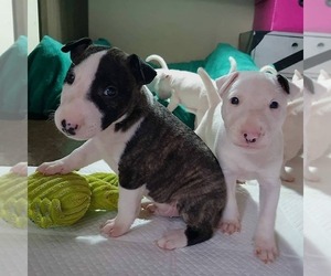 Miniature Bull Terrier Puppy for sale in DENVER, CO, USA