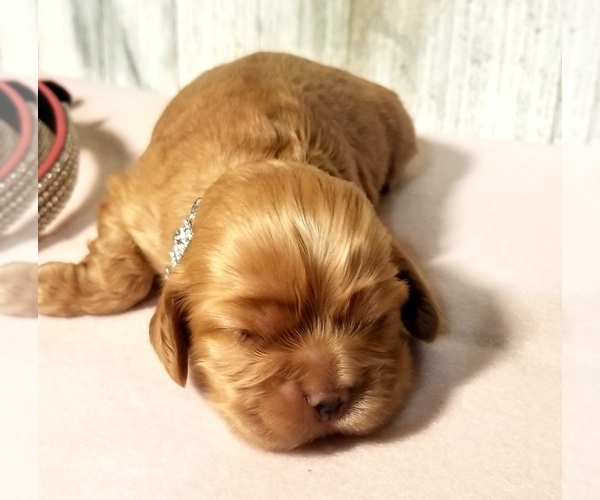 Medium Photo #5 Cocker Spaniel Puppy For Sale in TERRY, MS, USA