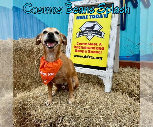 Medium Photo #47 Chiweenie Puppy For Sale in San Antonio, TX, USA