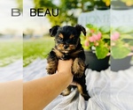 Small Shorkie Tzu