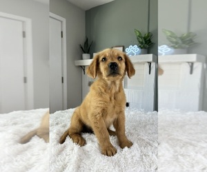 Golden Retriever Puppy for sale in INDIANAPOLIS, IN, USA