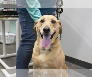 Labrador Retriever-Unknown Mix Dogs for adoption in Mountain Home, AR, USA