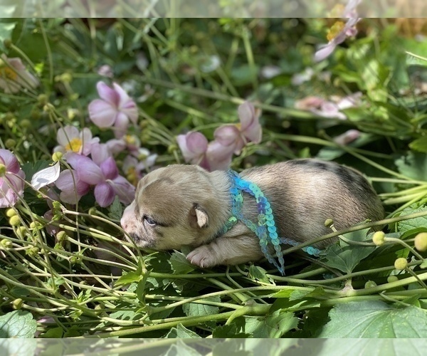 Medium Photo #13 Bullhuahua-Chihuahua Mix Puppy For Sale in RAWSONVILLE, MI, USA