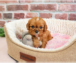Small #2 Cavalier King Charles Spaniel