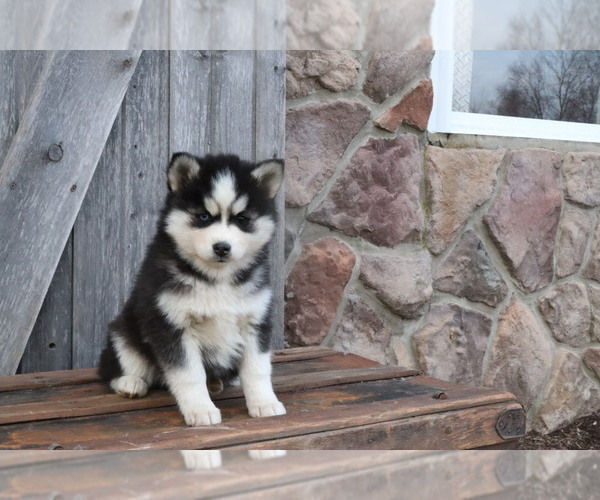 Medium Photo #2 Pomsky Puppy For Sale in WOOSTER, OH, USA