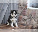 Small Photo #2 Pomsky Puppy For Sale in WOOSTER, OH, USA