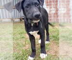 Small #1 Labrador Retriever Mix