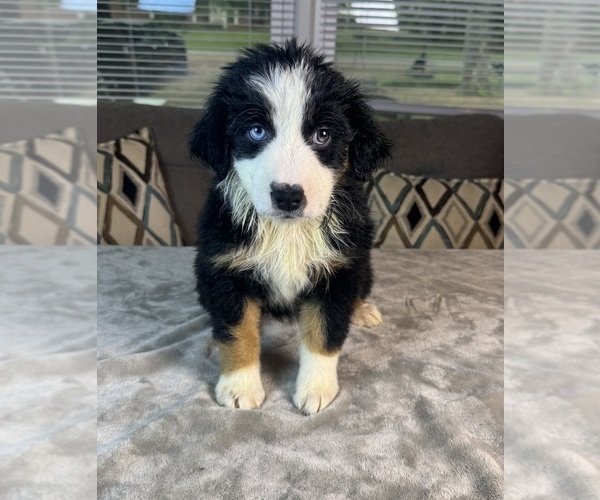 Medium Photo #66 Australian Shepherd Puppy For Sale in SALISBURY, NC, USA