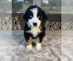 Small Photo #66 Australian Shepherd Puppy For Sale in SALISBURY, NC, USA