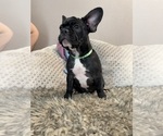 Puppy Puppy 1 French Bulldog