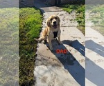 Small Photo #1 Golden Retriever Puppy For Sale in BAKERSFIELD, CA, USA