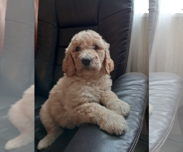 Medium Photo #4 Goldendoodle Puppy For Sale in TURIN, NY, USA