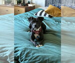 Small #1 Mutt
