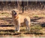 Small Photo #4 Golden Retriever Puppy For Sale in STELLA, NC, USA