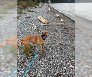 Josie - Female Labrador Retriever-Staffordshire Bull Terrier Mix Dog for Adoption - Photo #12