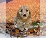 Small #2 Goldendoodle