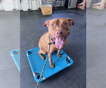 Small #14 American Pit Bull Terrier-Staffordshire Bull Terrier Mix