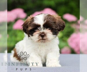 Shih Tzu Puppy for sale in GORDONVILLE, PA, USA