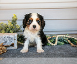 Puppy Rocky Cavalier King Charles Spaniel