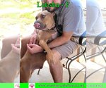 Small #2 American Bulldog