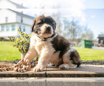 Small Photo #12 Saint Bernard Puppy For Sale in WEST FARMINGTON, OH, USA