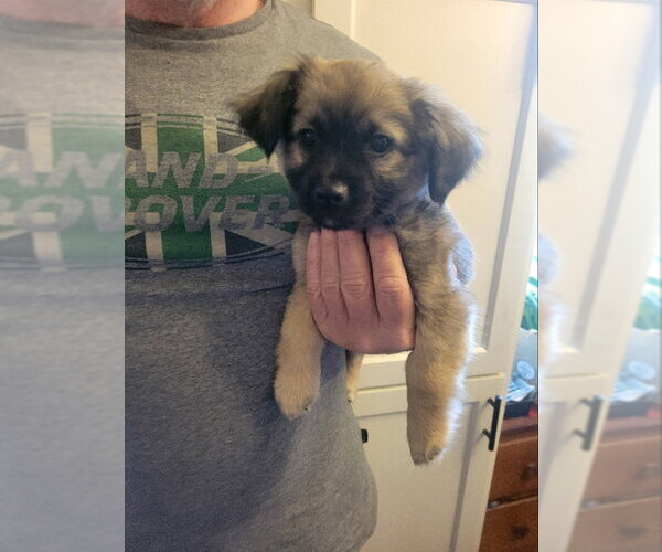 Medium Photo #3 Chihuahua Puppy For Sale in Rocky Mount, NC, USA